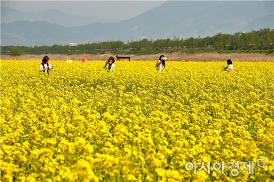 봄바람에 출렁이는 노란 유채꽃~관광객 유혹