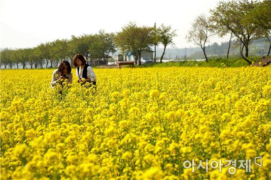 봄바람에 출렁이는 노란 유채꽃~관광객 유혹