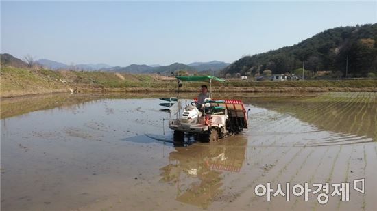 화순서 올해 첫 조생종 벼 모내기
