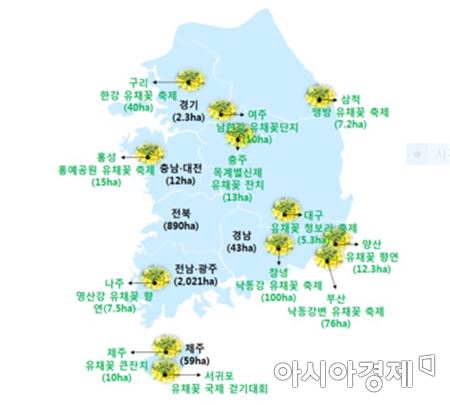 구경하는 유채에서 기름 짜 농가소득 '3배'