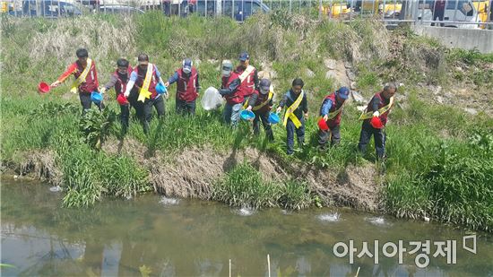 광주시 광산구, 모기 천적 미꾸라지 저수지 방사