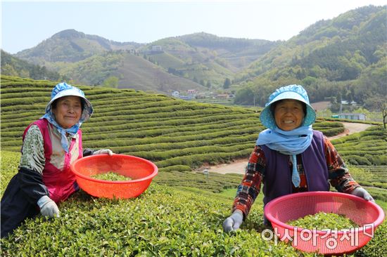 곡우 맞아 보성 햇차(茶) 수확 한창