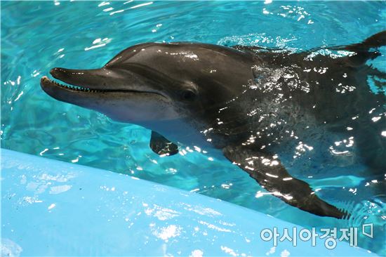 서울대공원 남방큰돌고래 2마리 제주바다에 방류