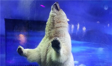 유리창에 붙어 포효하고 있는 북극곰/사진=유튜브 채널 Animals Asia