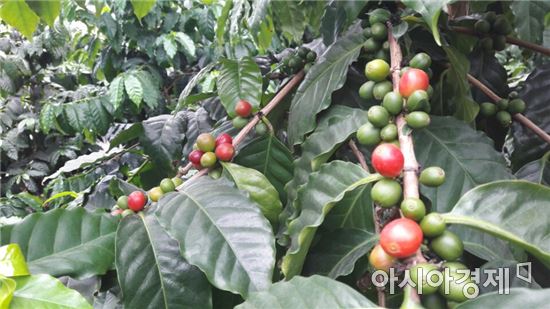 올해부터 전남 고흥산 커피가 본격적인 생산을 시작해 첫 수매될 예정이다. 이에 따라 그동안 현지에서 맛보기 힘든 국내산 커피 맛을 볼 수 있게 된다.