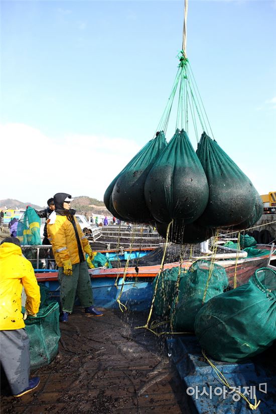 해남군, 역대 최대 물김 위판액 기록