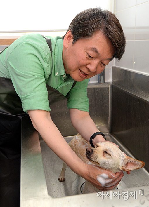 [포토]유기견 목욕시키는 안철수 후보