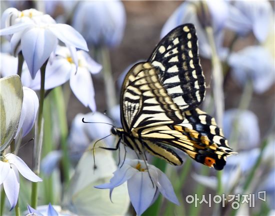 5월 황금연휴,살아있는 나비 보러 "함평나비축제"로 오세요