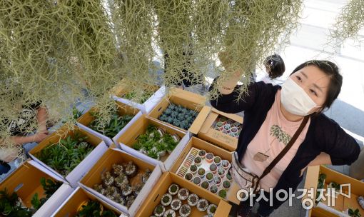 [포토]공기정화식물 직거래장터