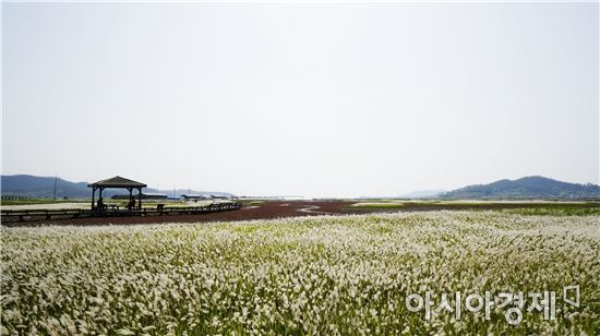 슬로시티 신안서 이번달 삐비꽃 축제 대향연
