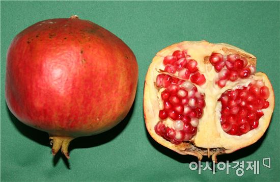 전남 고흥군이 자체 선발 육종한 석류 신품종 ‘꽃향 2호’가 국립종자원에 품종으로 등록 결정됐다.