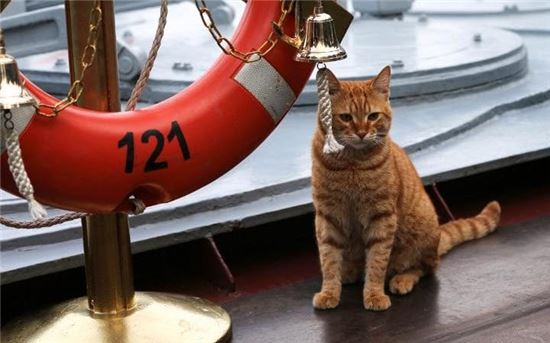 "이 배는 우리가 지킨다냥~"…러시아 해군 군함에 승선한 고양이 화제