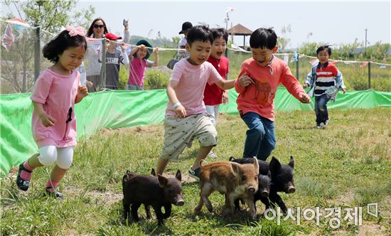 함평나비축제, 가축몰이체험 인기