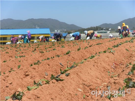 해남 명품고구마 순 심기 ‘한창’