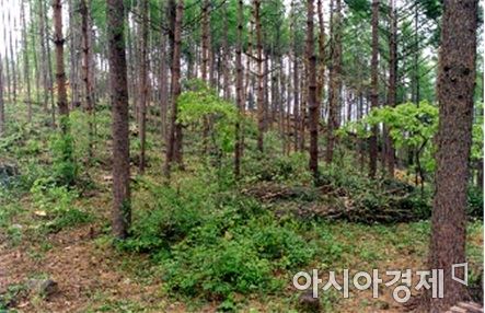 고창군, 통합 숲 가꾸기 사업 시행