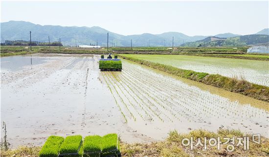 전국 최대 올벼쌀 생산단지, 보성군 웅치면 모내기 한창