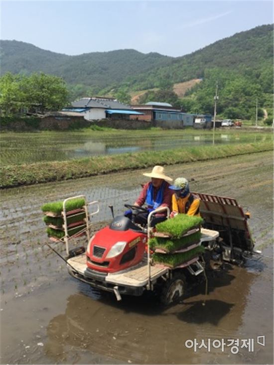 곡성 친환경벼(골든퀸 2호) 재배단지 모내기 시연회 개최