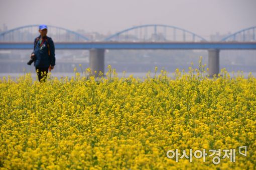 [포토]미세먼지 아래 유채꽃 만발