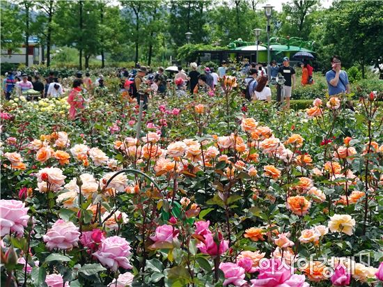 싱그런 5월, 곡성 세계장미축제와 함께하세요