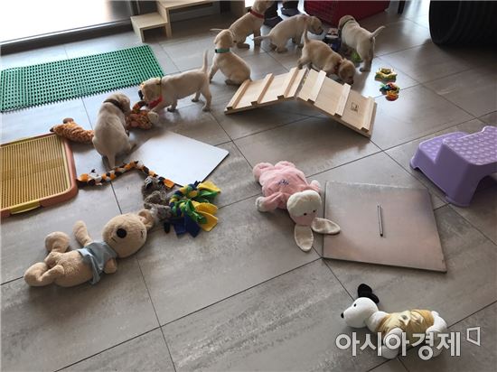 [개이득⑤] 강아지 성격·건강상태 확인하는 방법은?