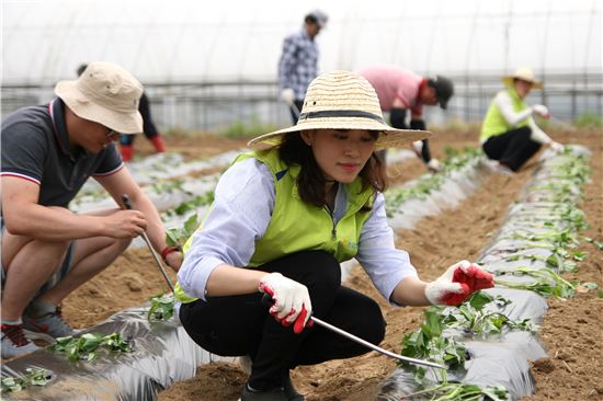 [포토]NH농협은행, 영농철 일손돕기 나서 