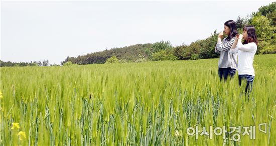 추억의 보리피리불며 보리밭 걸어볼까 