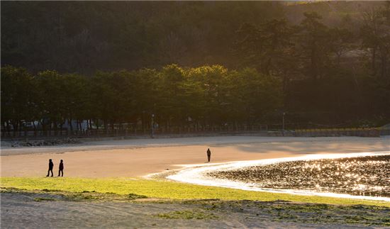 [여행만리]정겹다 五感島…봄빛과 쪽빛 가득한 보물섬 드라이브