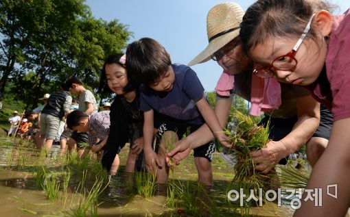 [포토]전통 모내기 체험 