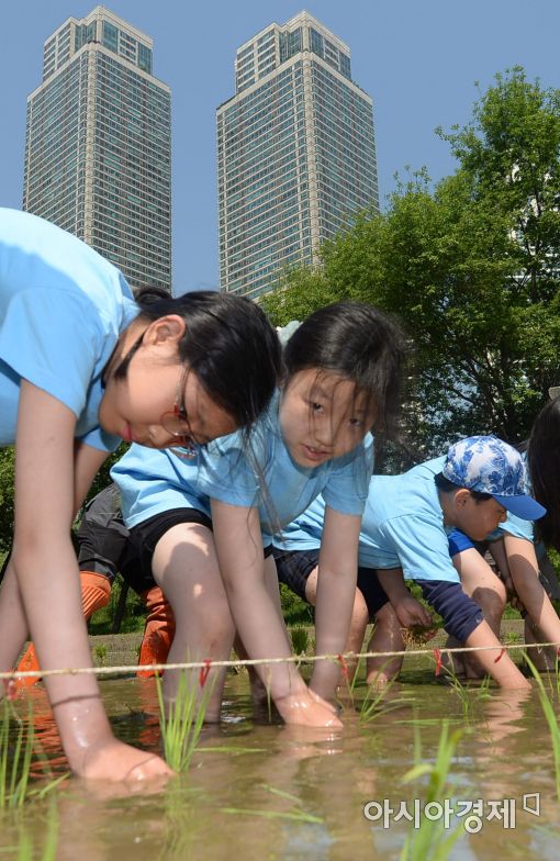 [포토]도심 속 모내기