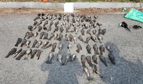 [이미지출처=연합뉴스]농약 살포한 음식물 찌꺼기를 먹고 떼 죽음 당한 새들