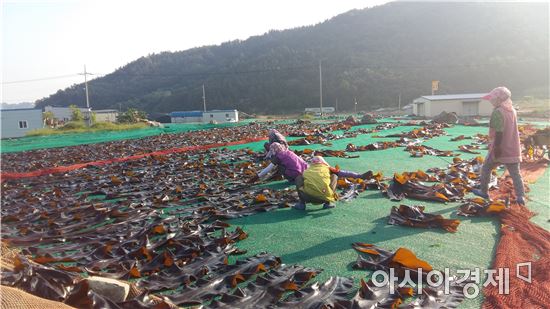 완도 생일도산 다시마 브랜드 가치 높인다