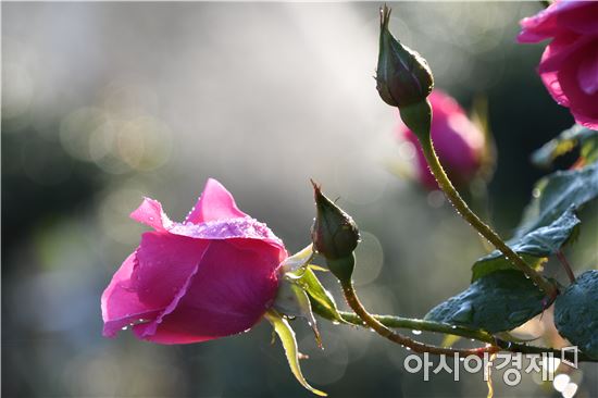 [포토]수천만송이 곡성 천사장미공원~관광객 북적