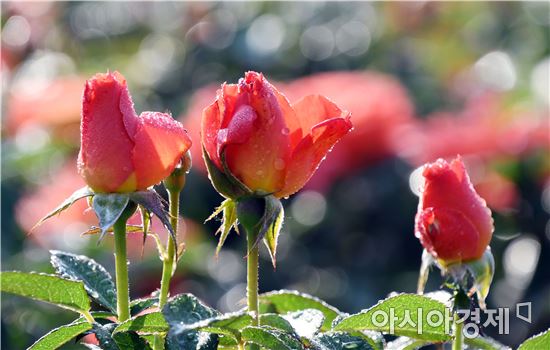 곡성장미축제 개막 사흘만에 관광객 11만여명 다녀가~'흥행대박'