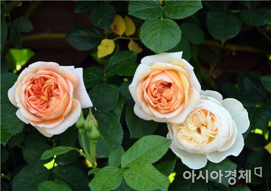 곡성장미축제 개막 사흘만에 관광객 11만여명 다녀가~'흥행대박'
