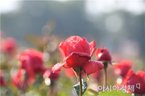 곡성장미축제 개막 사흘만에 관광객 11만여명 다녀가~'흥행대박'