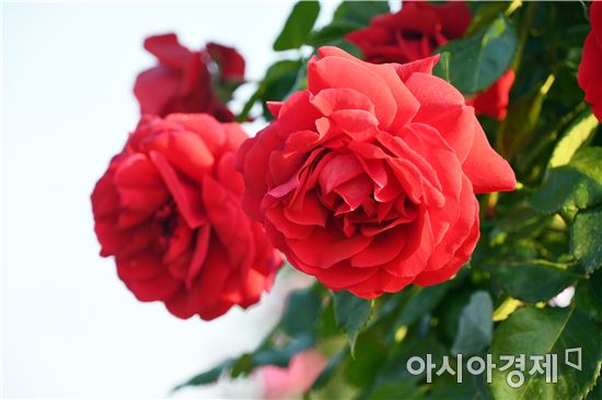 곡성장미축제 개막 사흘만에 관광객 11만여명 다녀가~'흥행대박'