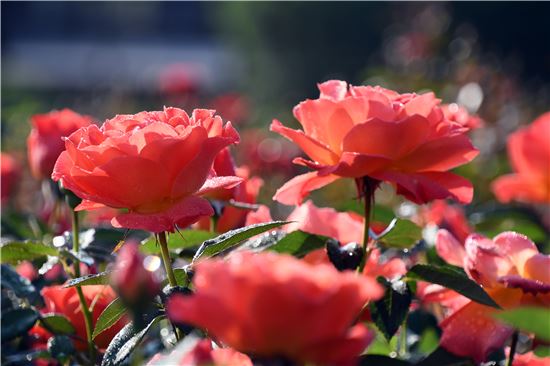 곡성장미축제 개막 사흘만에 관광객 11만여명 다녀가~'흥행대박'
