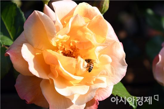 곡성장미축제 개막 사흘만에 관광객 11만여명 다녀가~'흥행대박'