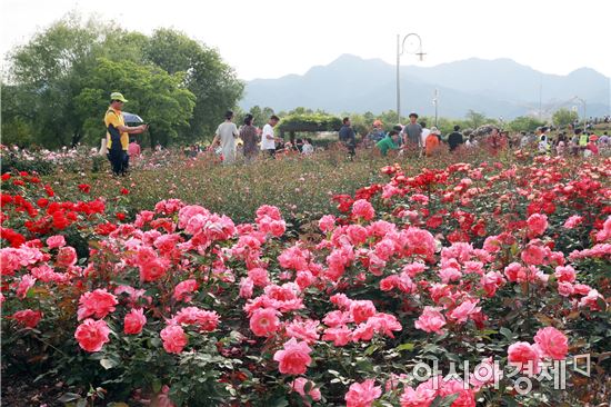 곡성세계장미축제,관광객들 형형색색 장미에 취하다