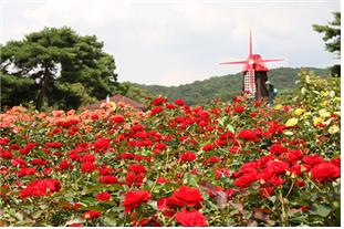 서울대공원 장미원의 모습 (사진=서울대공원 제공)