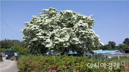 고창군 대산면 하얀 ‘밥꽃’장관