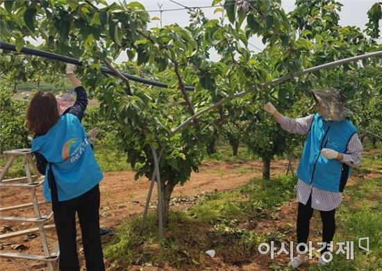한국농어촌공사는 임직원들이 24일 나주시 공산면에 위치한 배 농가를 방문해 농어촌 영농도우미를 실시했다고 밝혔다.

