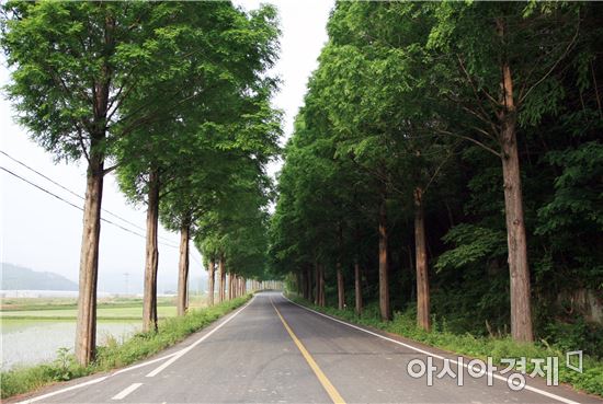 보성군, 아름다운 ‘보성숲세상 만들기’조성 72억 투입