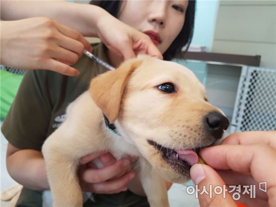 [개이득⑦] 성격좋은 반려견으로 키우려면…"최대한 많은 경험"