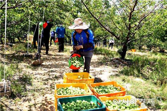 [포토]영암군 공무원, 일손돕기 구슬땀