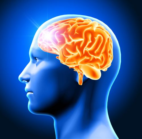 '지적장애·뇌전증 유전자' 치료의 실마리