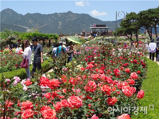 제7회 곡성세계장미축제,관광객 28만여명 찾아~ 역대 최대 흥행 기록