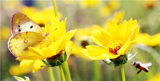 [포토]벌과 나비를 유혹하는 금계국