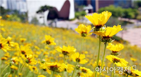 [포토]벌과 나비를 유혹하는 금계국