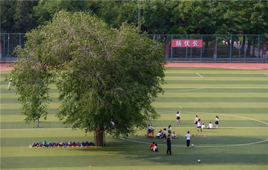 학교 측은 나무로 인해 학생들의 불편이 있더라도 해당 나무를 잘 보호하고 유지할 방침이다. 사진 = bjyucai.com 